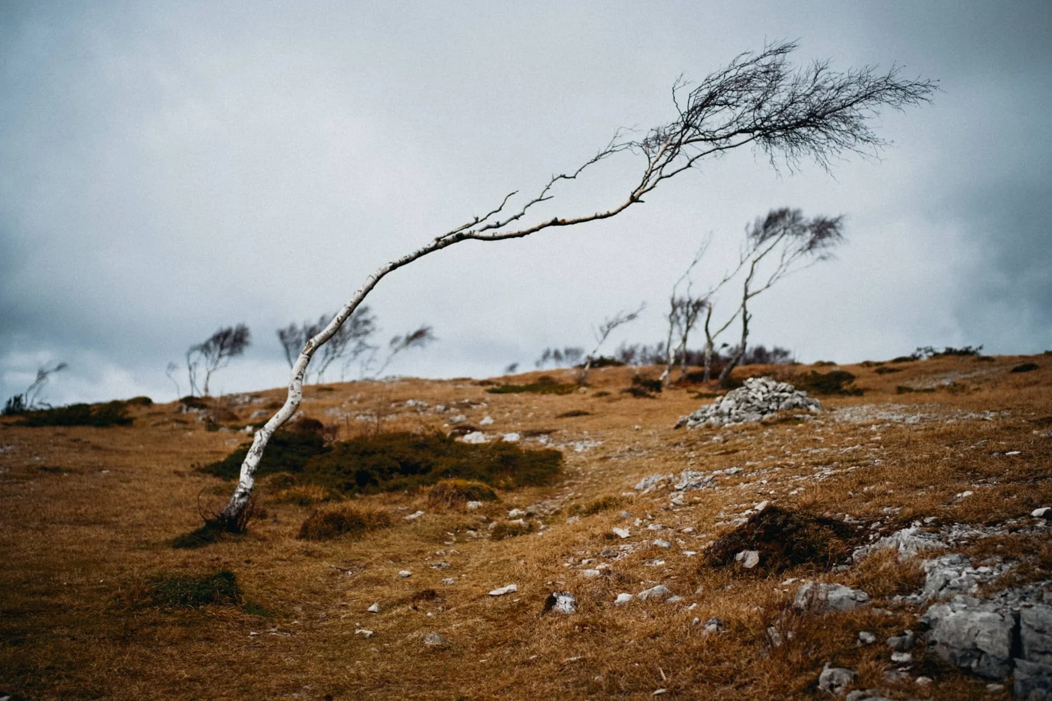 More wind-blasted silver birch with moody skies.