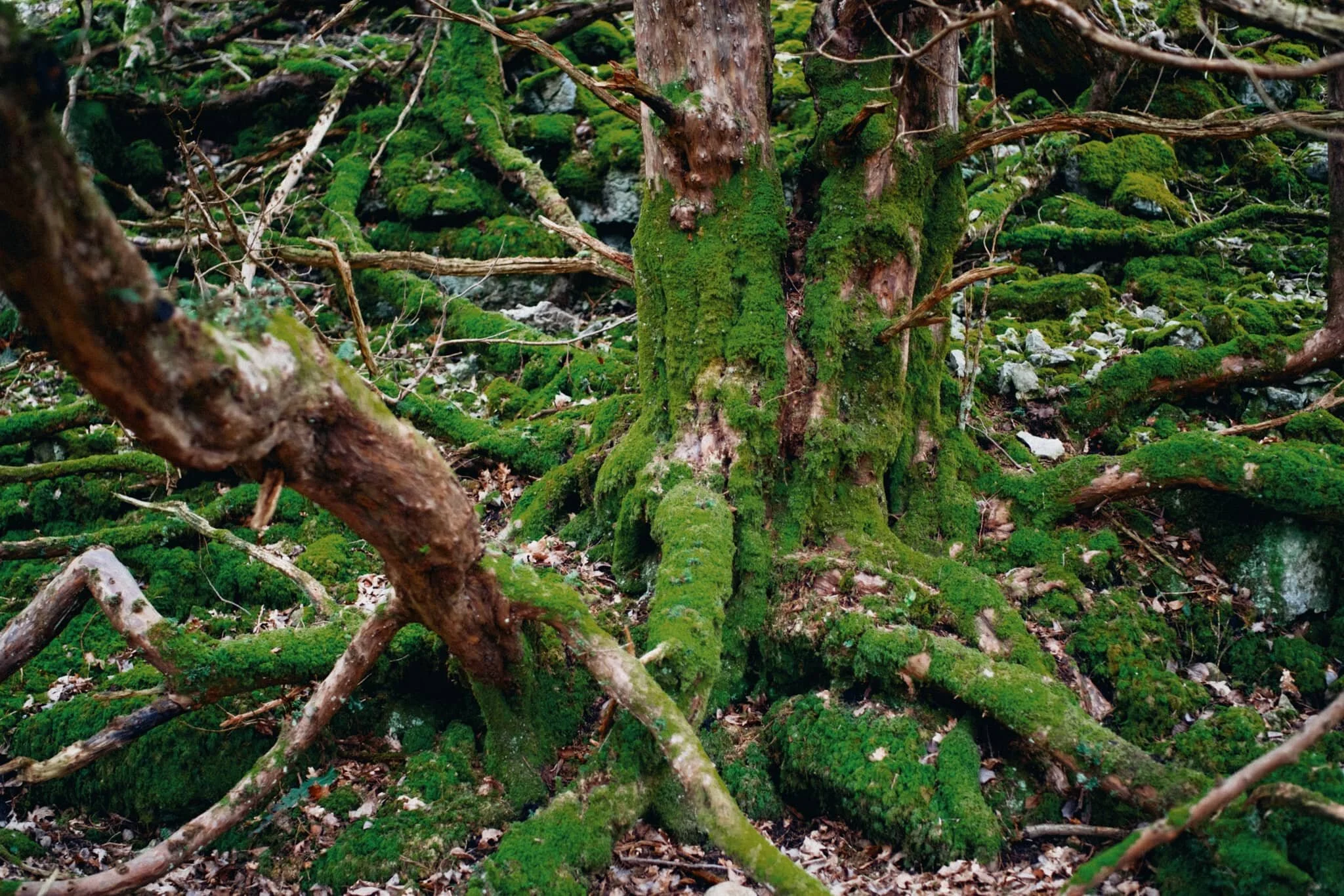 Whitbarrow Nature Reserve is a limestone woodland, featuring all manner of flora that survives in the acidic soil conditions and changeable weather.