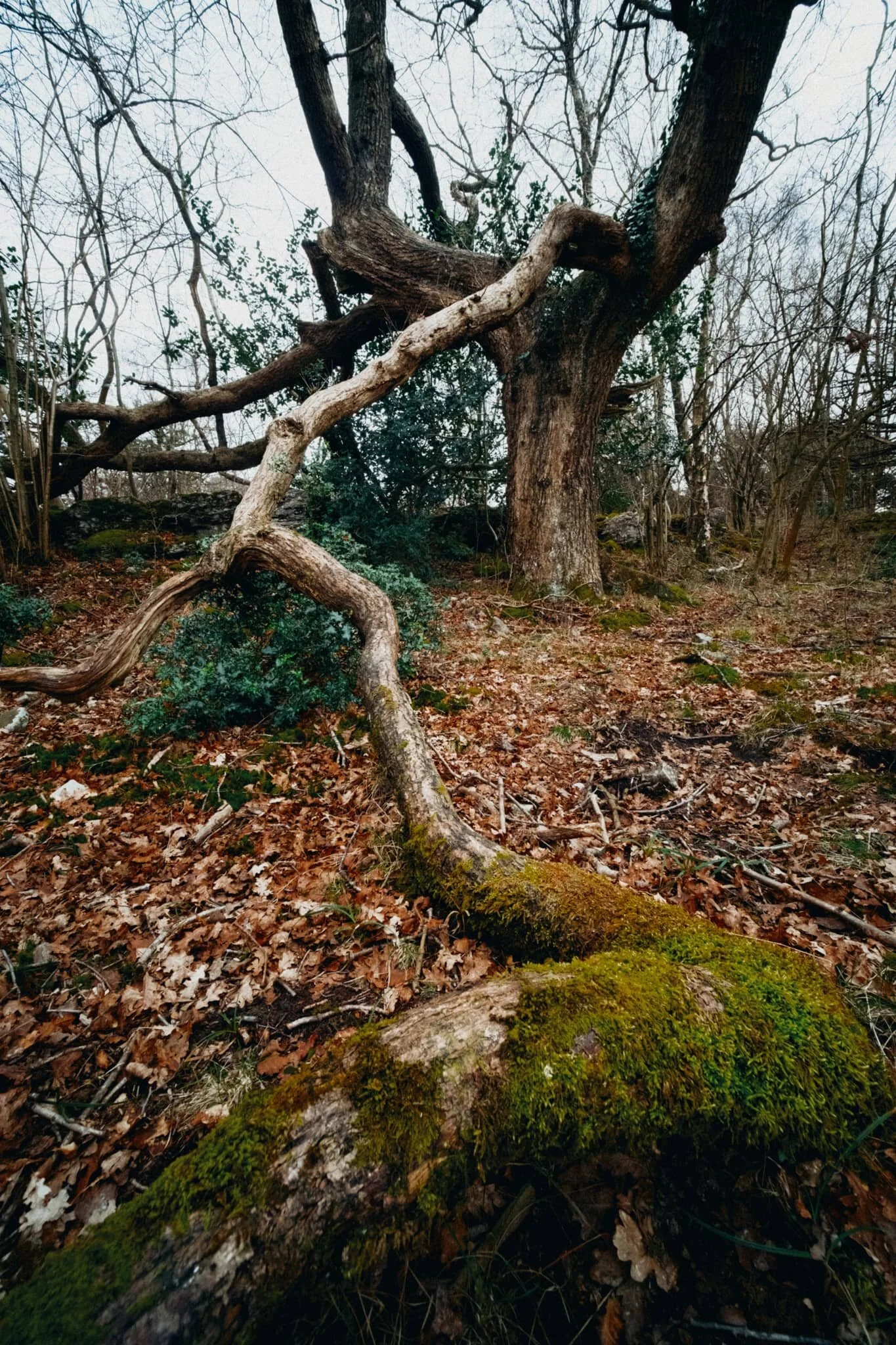 We found this weird tree that appeared to have a separate tentacle-like trunk growing out of it. I got close and low with my 9mm lens to follow the line of this trunk.