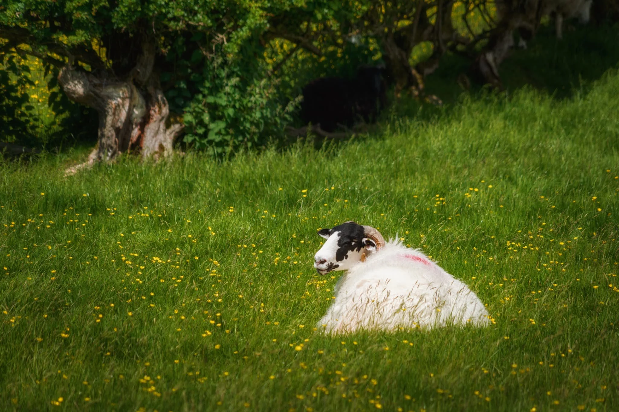 A Kendal Rough Fell yow enjoying the summer sun in the meadows.