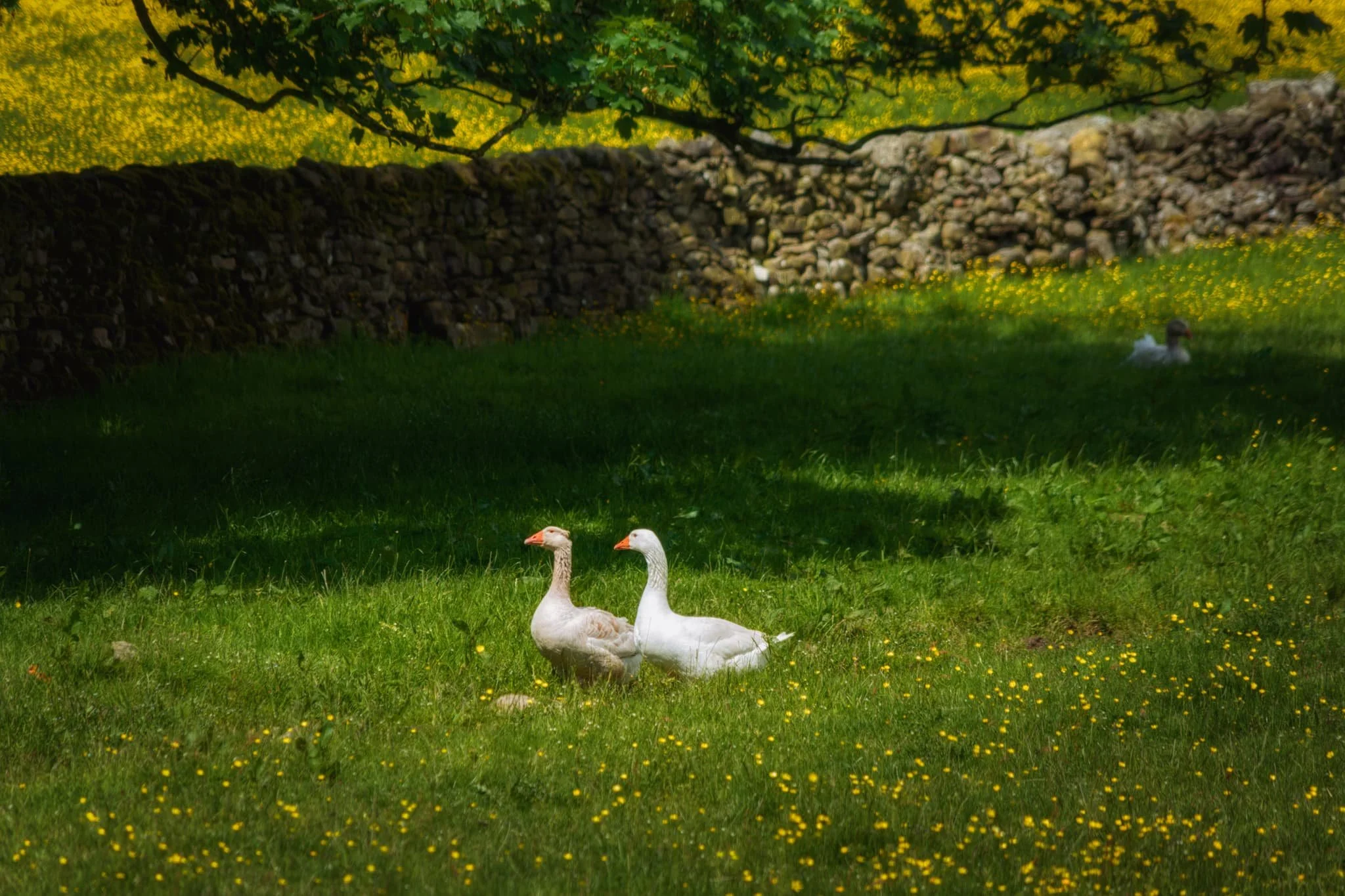 A pair of geese, following each other around the fields.