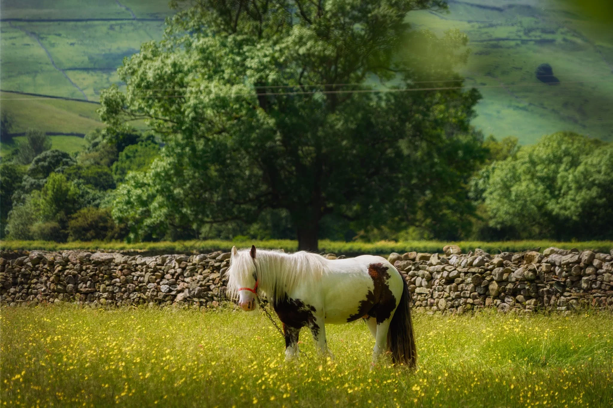 There’s plenty of horses about at the moment as travellers make their way to the Appleby Horse Fair. One particularly shaggy fella posed for me in a field full of flowers, and I couldn’t say no.