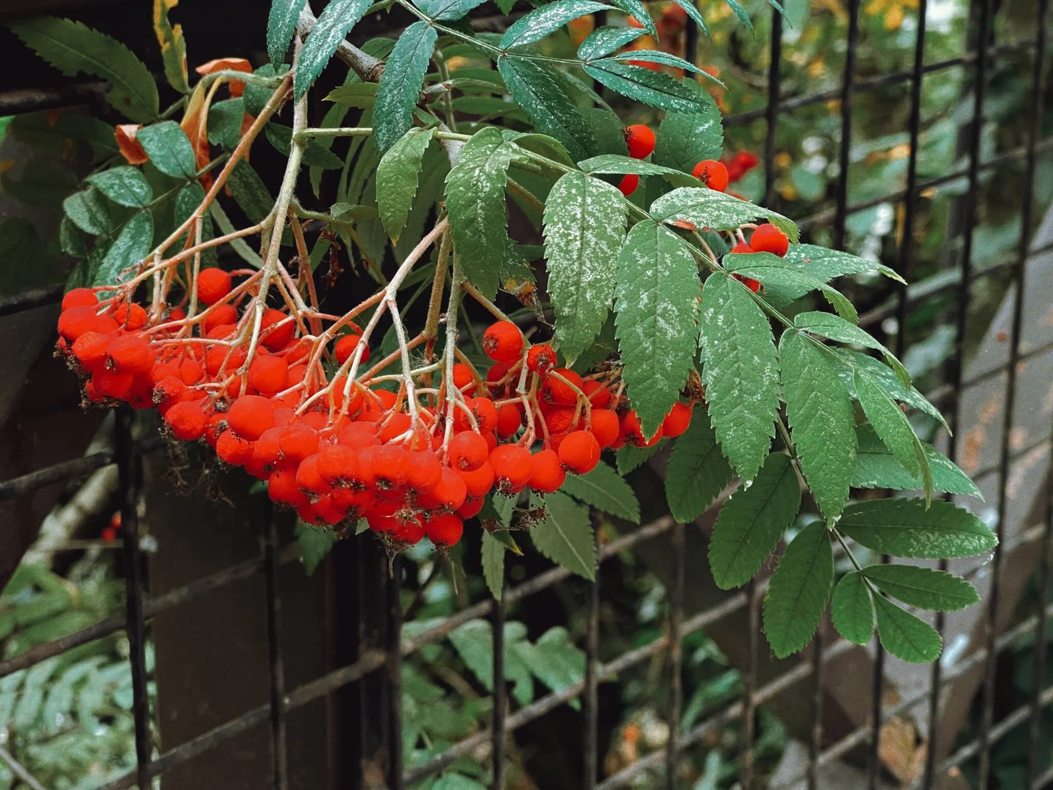 Colourful. And tempting. But don’t eat them. They’ll make you sick.