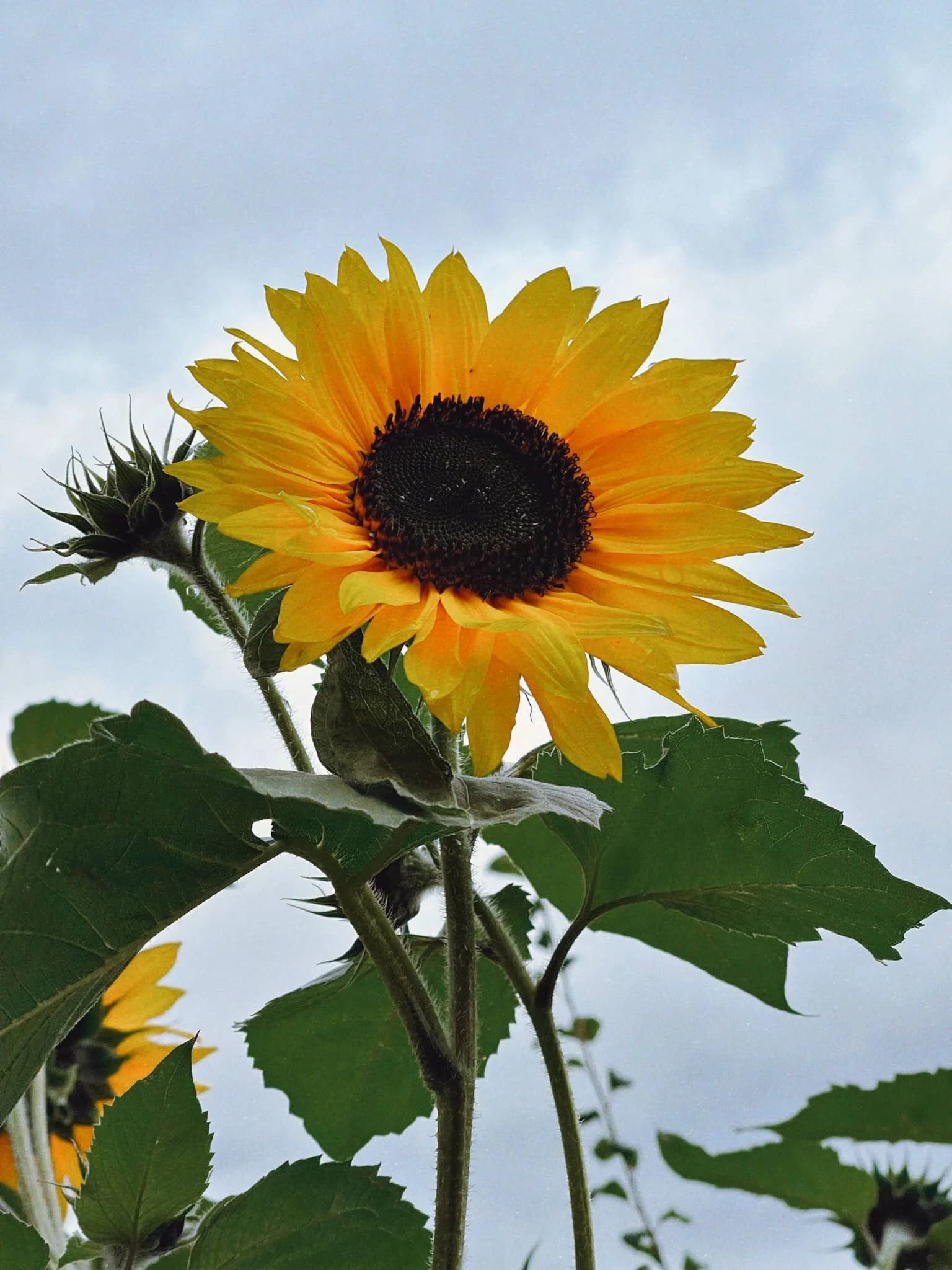 Some rather massive sunflowers growing in the allotments along Castle Green Lane.