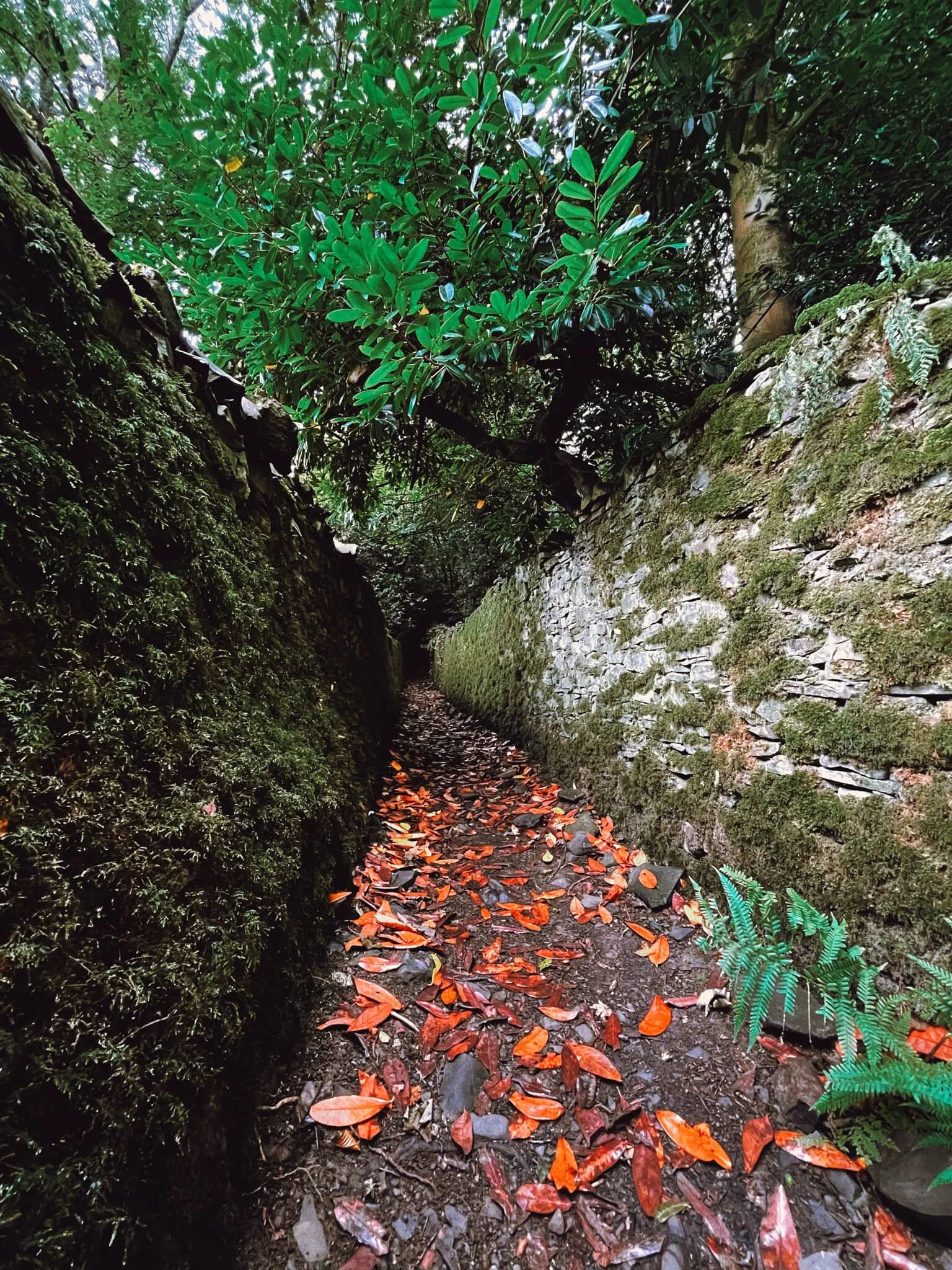 The lane is dark, dank, and slippery underfoot.