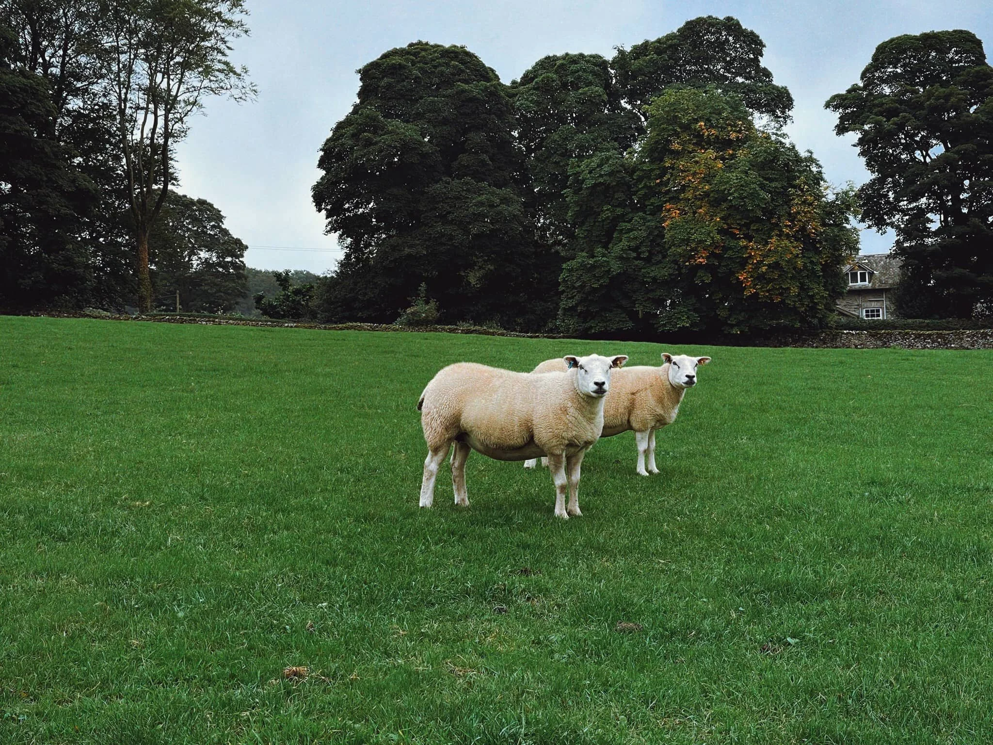 In the fields below Paddy’s Lane, some Texel ewes wearily stared at us.