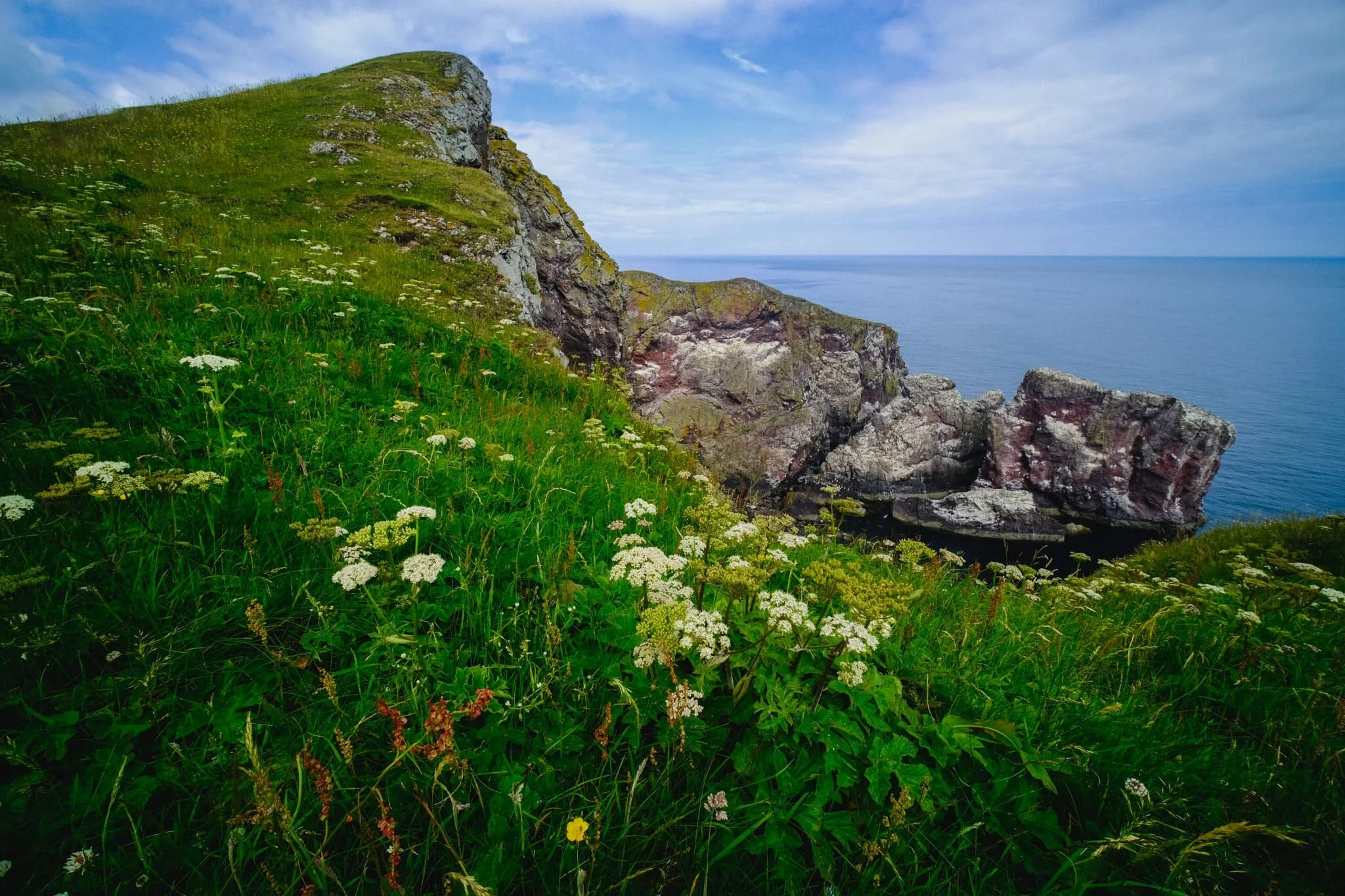 The cliff edges were covered in a wide variety of summer flora.