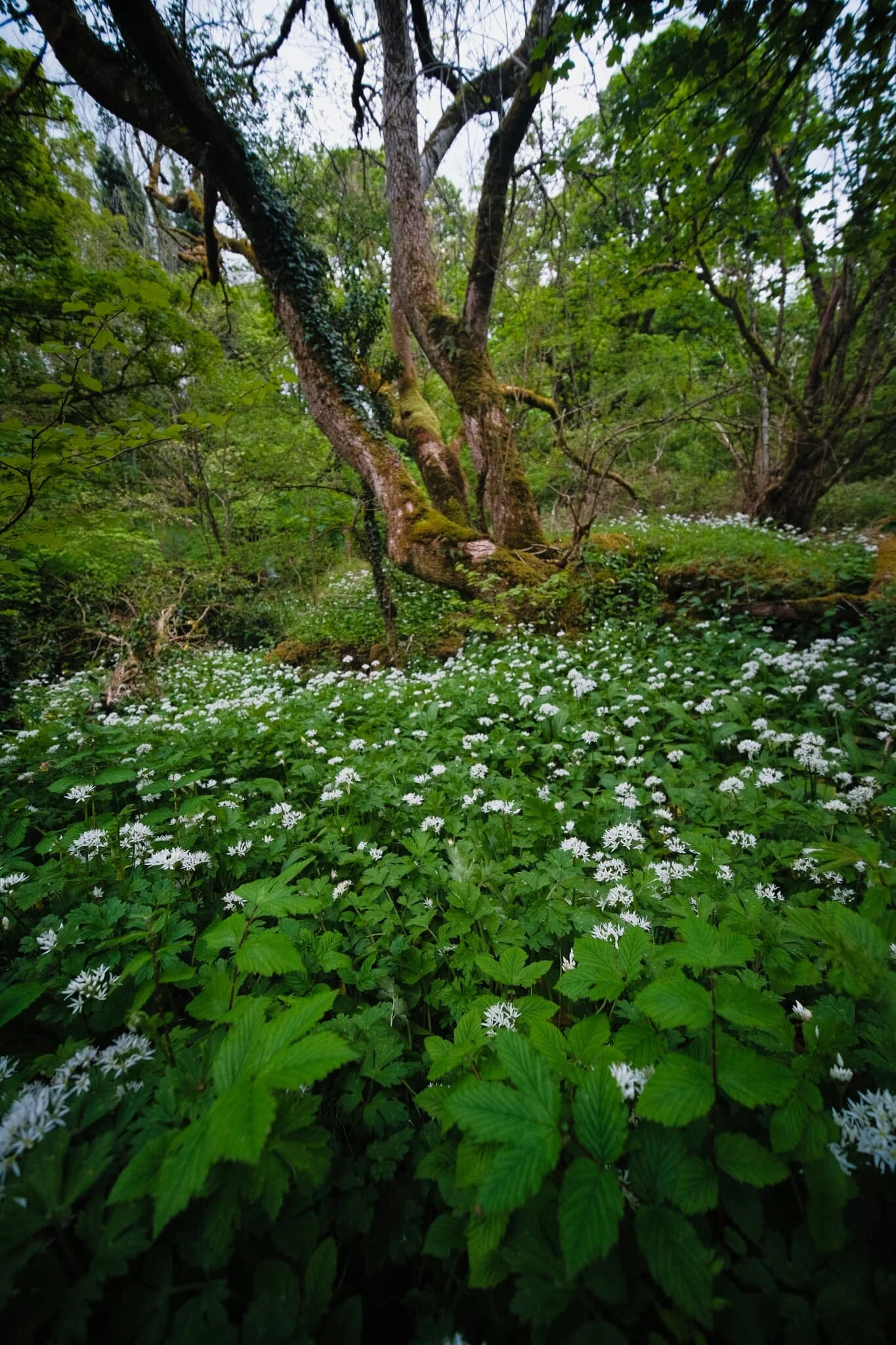 Plenty of flowering wild garlic in the woods of Stenkrith Park, too.