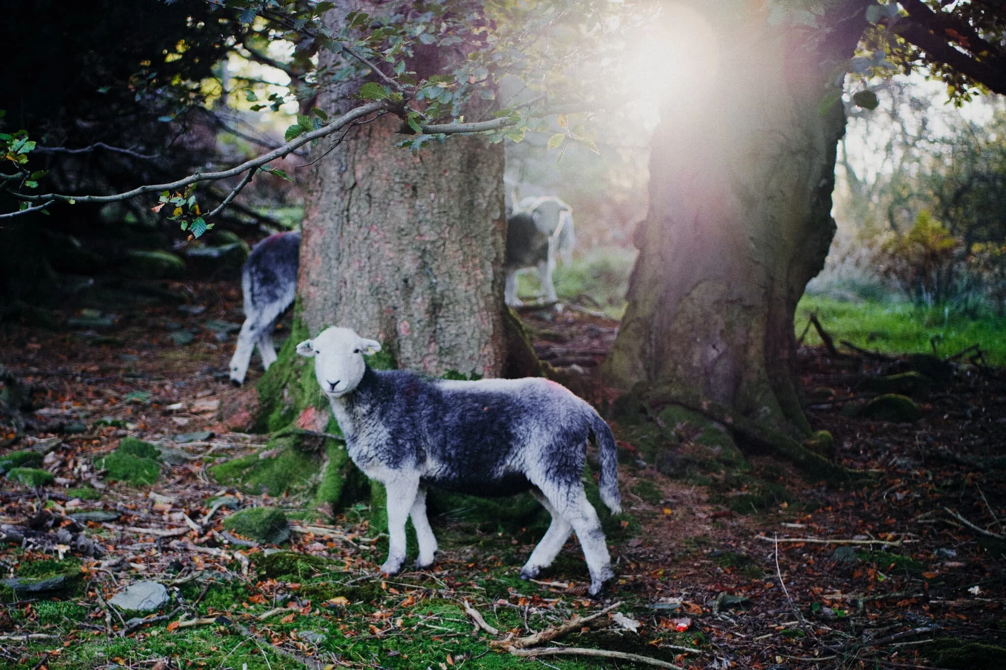 Another flock of Herdwicks grazing in the woods around Tarn Hows, with the rising sun breaking through the canopy.