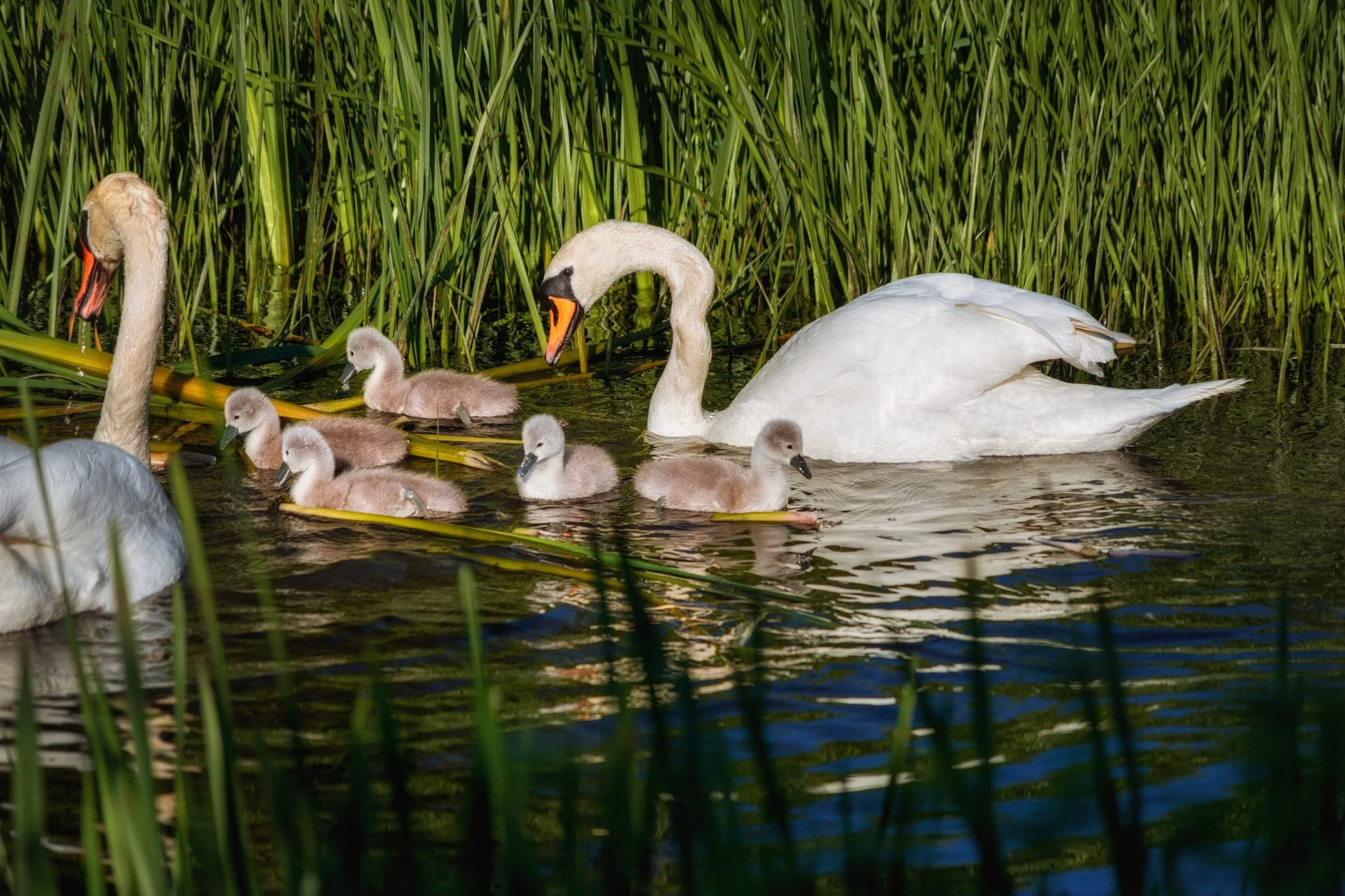 A swan couple, busy feeding from the bottom of the canal, their fresh-faced cygnets milling about aimlessly.