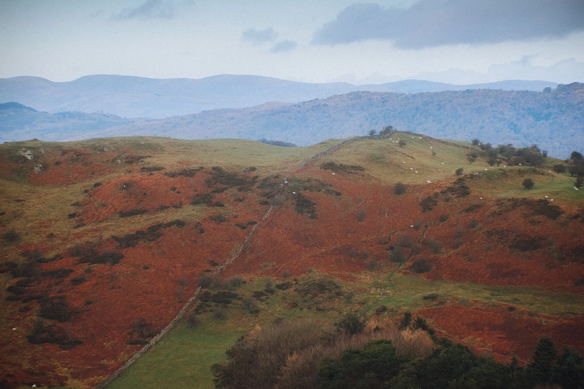 Northeast of Hoad Hill, another small hill provides sustenance to yet more sheep. In the distance, the Windermere fells partially obscure the Kentmere fells.