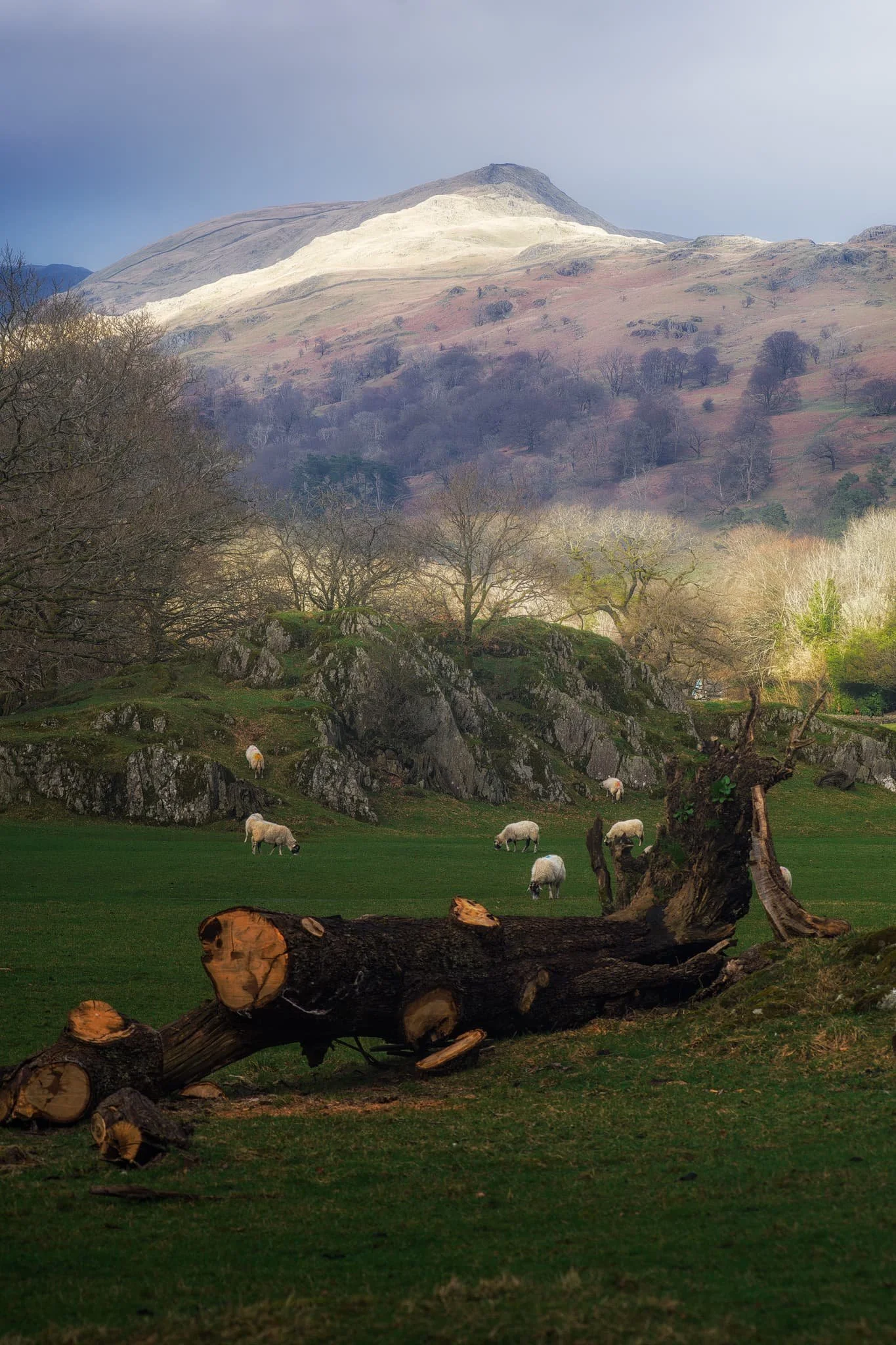 The flat pasture land in between Loughrigg Fell and the A591 allows for extensive views across to the surrounding fells. There were also plenty of signs of storm damage, with fallen trees and split trunks everywhere. In this case, it allowed for a nice composition towards a highlighted Low Pike (508 m/1,667 ft).
