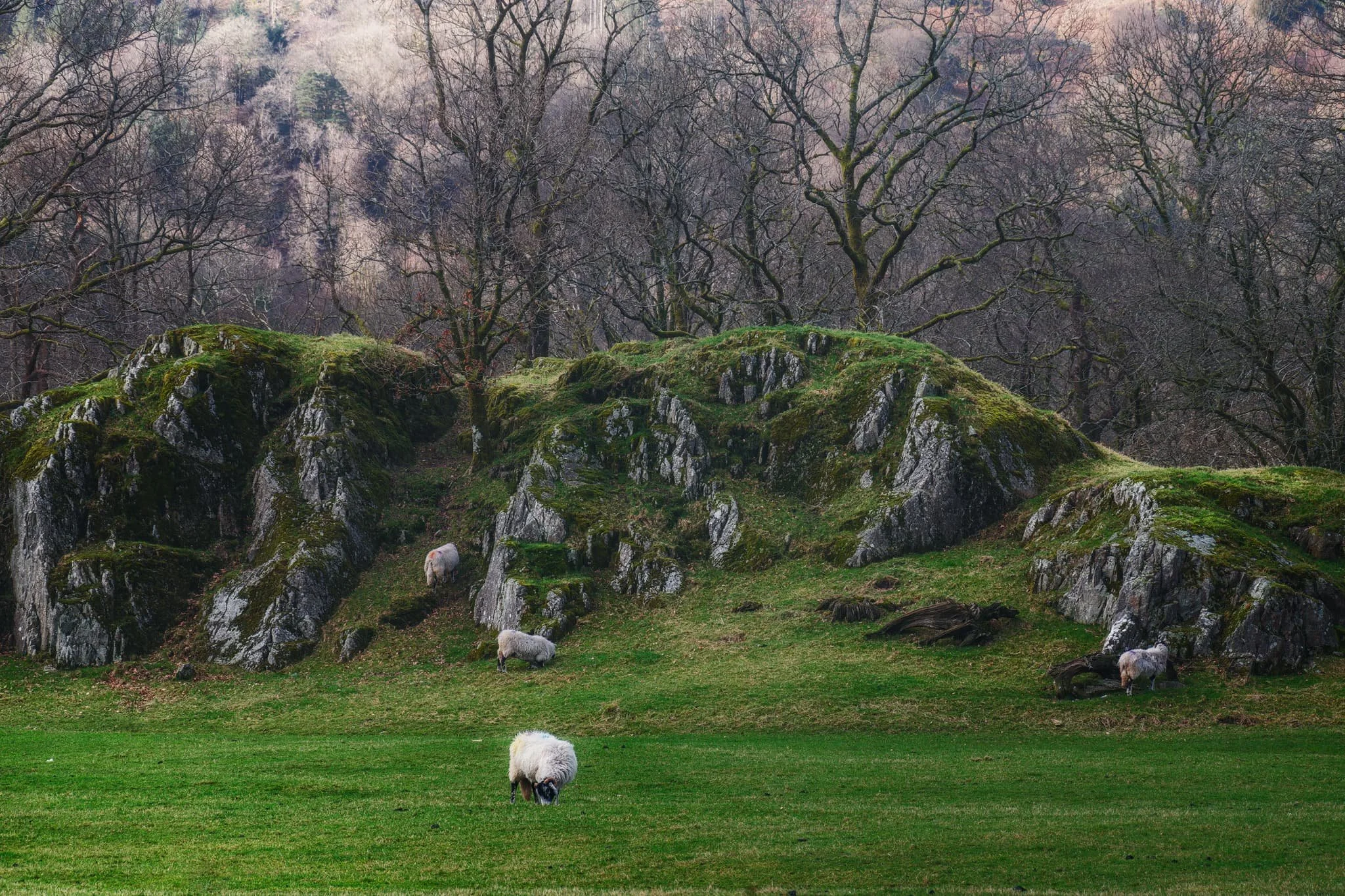 I cropped in tightly for this composition at 210mm to grab these Swaledale ewes milling around a beautiful crag, and subtle hints of the wall of Nab Scar in the background.