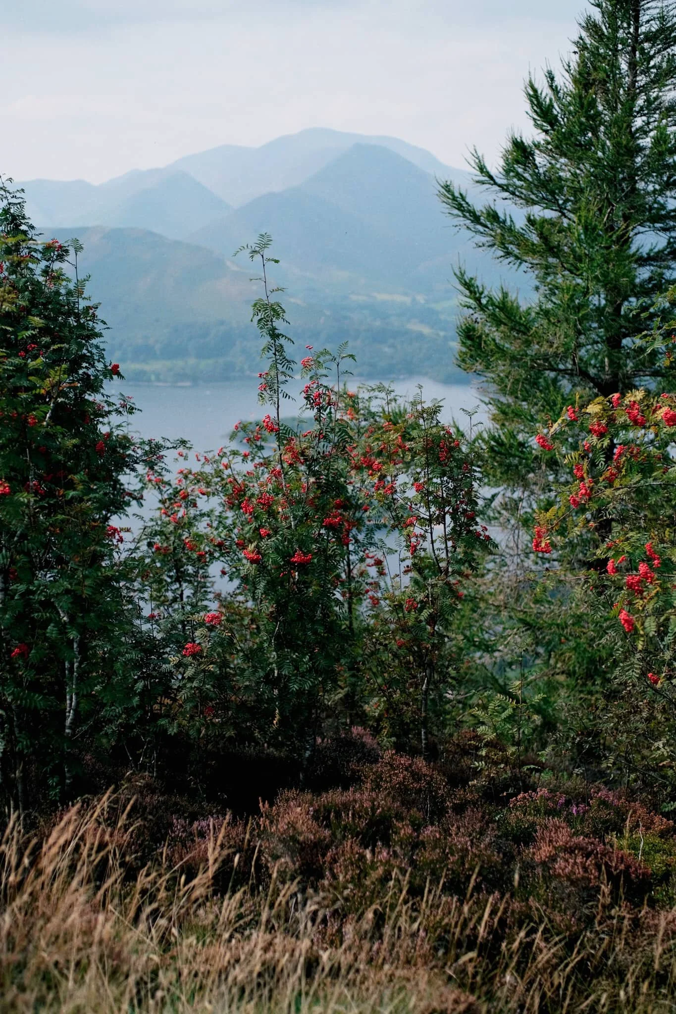 Rowan trees and their vivid berries frame the Derwentwater fells on a somewhat hazy day.