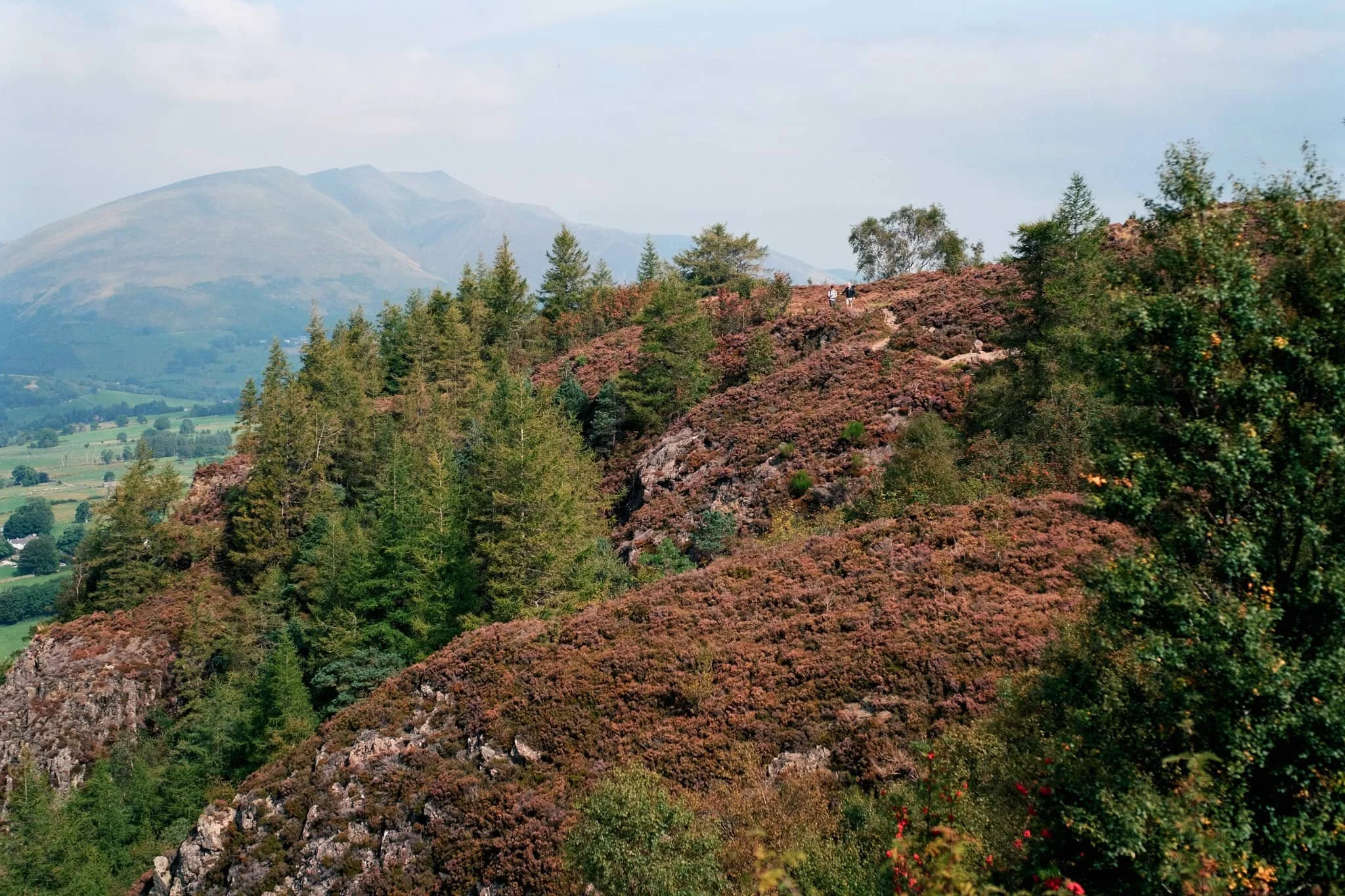 Looking back at the cliff-edge trail we followed. The amount of heather around Walla Crag is ludicrous .