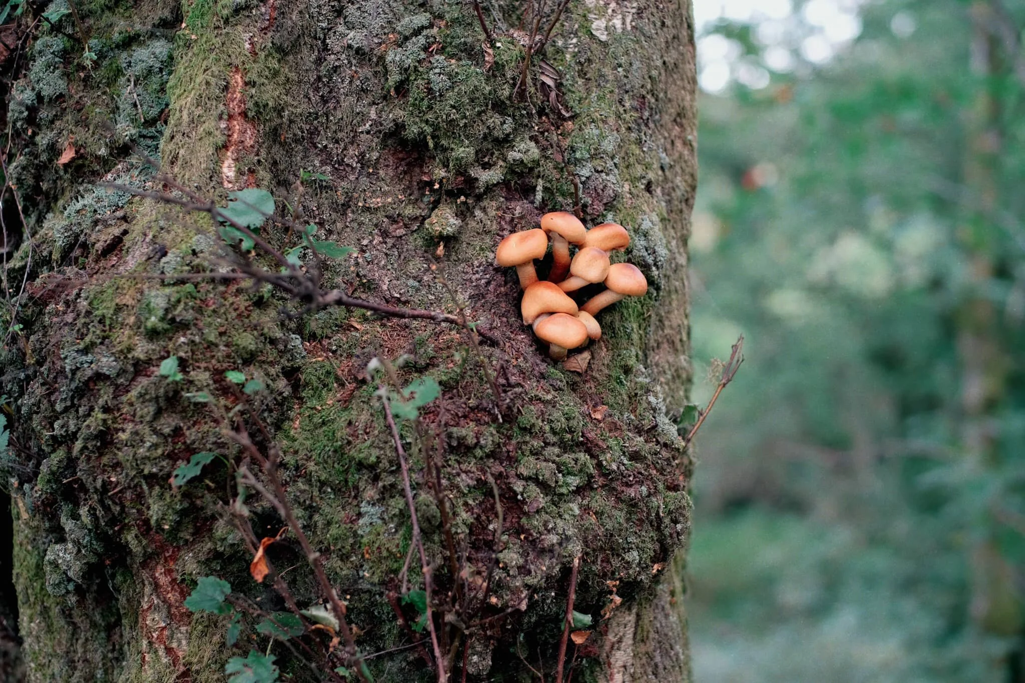 This is Armillaria mellea , or honey fungus. Apparently highly revered for its edible qualities, though a lot of UK species react with alcohol badly in people’s bodies causing nausea and vomiting. It’s generally best to parboil these mushrooms, and not consume alcohol for a day before and after eating them.