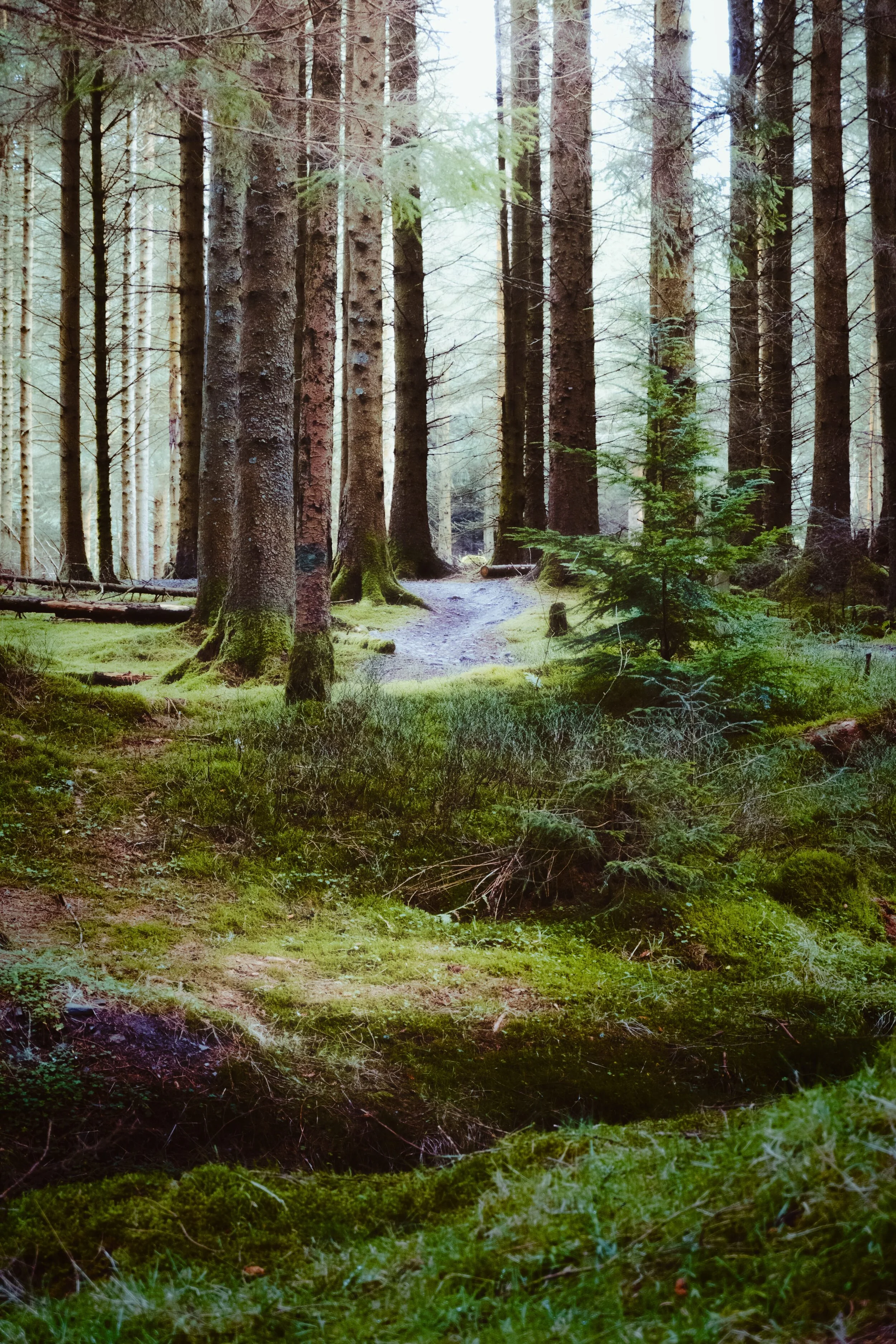 Soft misty light filters through the forest, creating gentle pockets of highlights amongst the forest floor and moss in Whinlatter Forest.